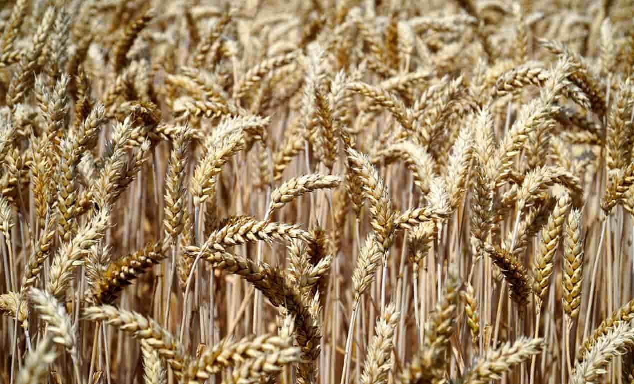 IGC: Прогноз глобального сбора зерна и масличных в 2023 - agroexpert.md