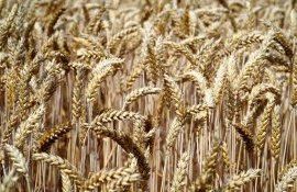 IGC: Прогноз глобального сбора зерна и масличных в 2023 - agroexpert.md