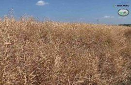 Озимый рапс – итоги уборочной 2023 в ДемоЦентре IMEXAGRO - agroexpert.md