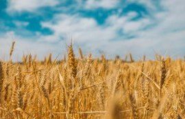 Deschiderea ultimii săptămâni din iulie pe piața bursieră a cerealelor. Analiza expertului Iurie Rija