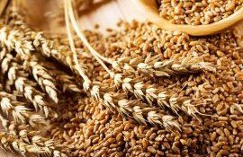 preț grâu mare atac Dunăre - agroexpert.md