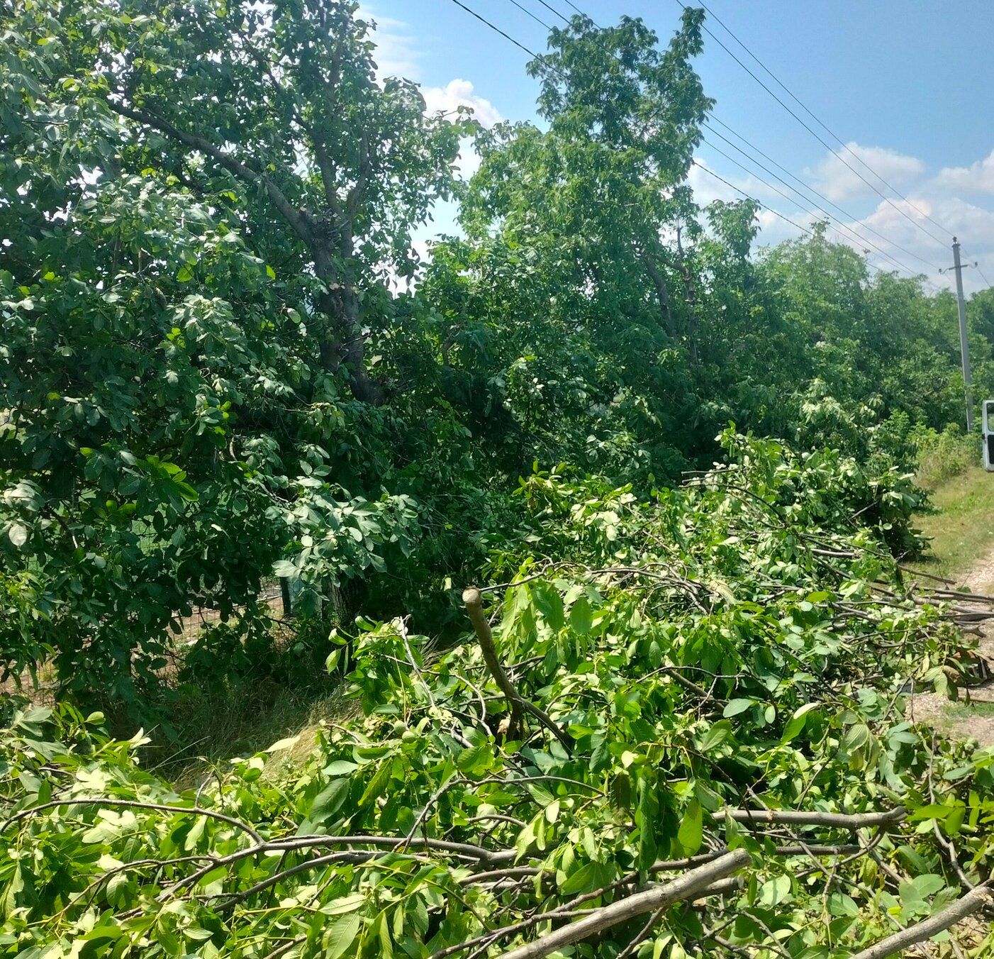 tăiere arbori Soroca amenzi IPM - agroexpert.md