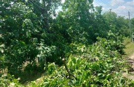 tăiere arbori Soroca amenzi IPM - agroexpert.md