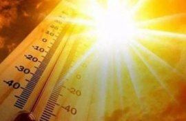 Cod Portocaliu caniculă SHS - agroexpert.md