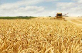 Рынок зерна в Молдове после нападения на порты на Дунае - agroexpert.md