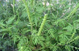 ambrozia modalități de combatere - agroexpert.md