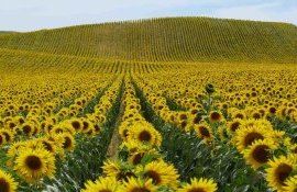 Урожайность подсолнечника в ЕС на историческом минимуме - agroexpert.md