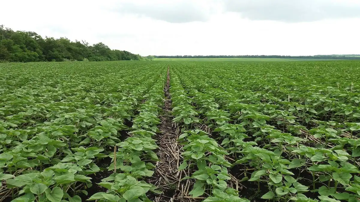 No-Till challenge: классический подсолнечник