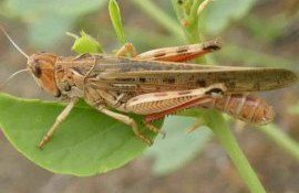 В соседнем с Гагаузией районе выявили очаг саранчи - agroexpert.md