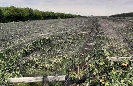 pomi, fructe distruse ploaie - agroexpert.md