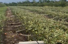 livada mere, cireșe distrusă Edineț - agroexpert.md