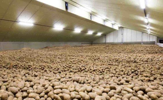 Предотвращение прорастания картофеля при хранении – найдено решение - agroexpert.md