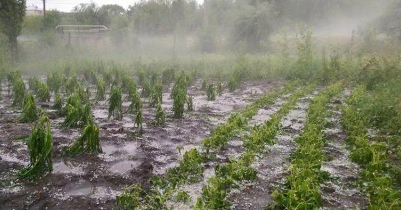 culturi agricole livezi distruse de ploi - agroexpert.md