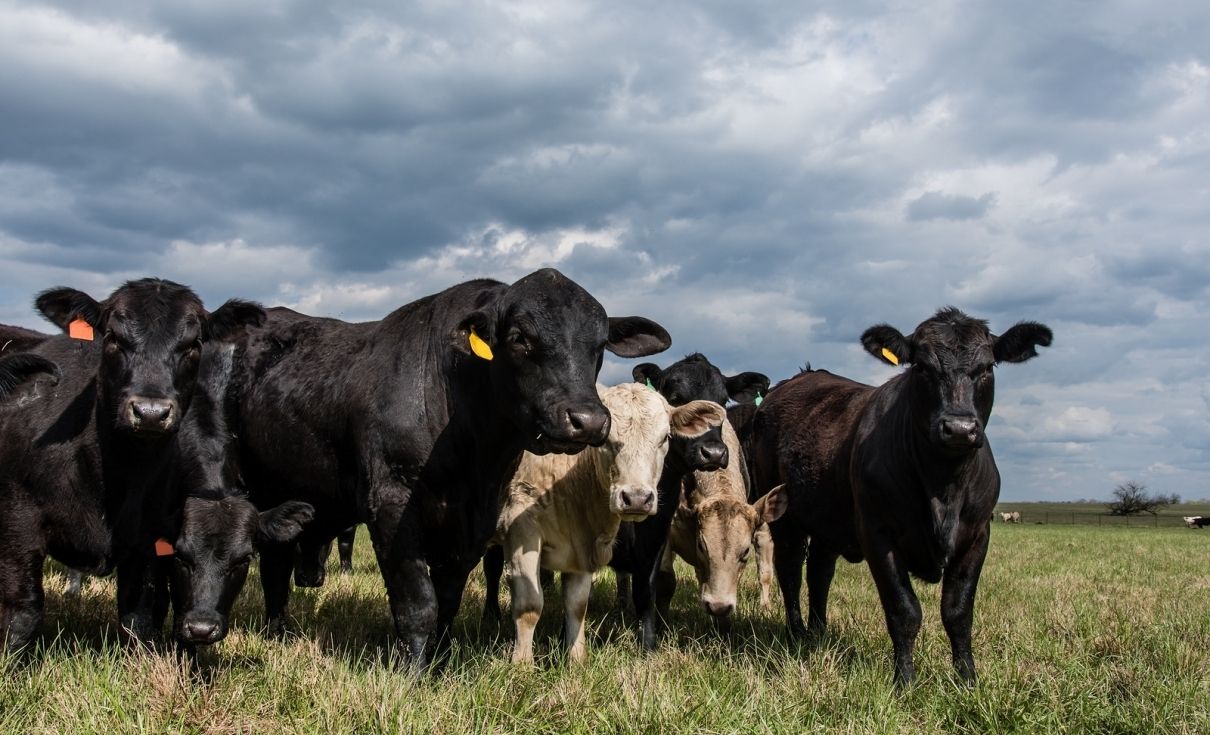 carne UE producție - agroexpert.md