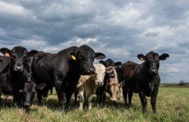 carne UE producție - agroexpert.md