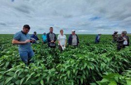 soie cultivare - agroexpert.md
