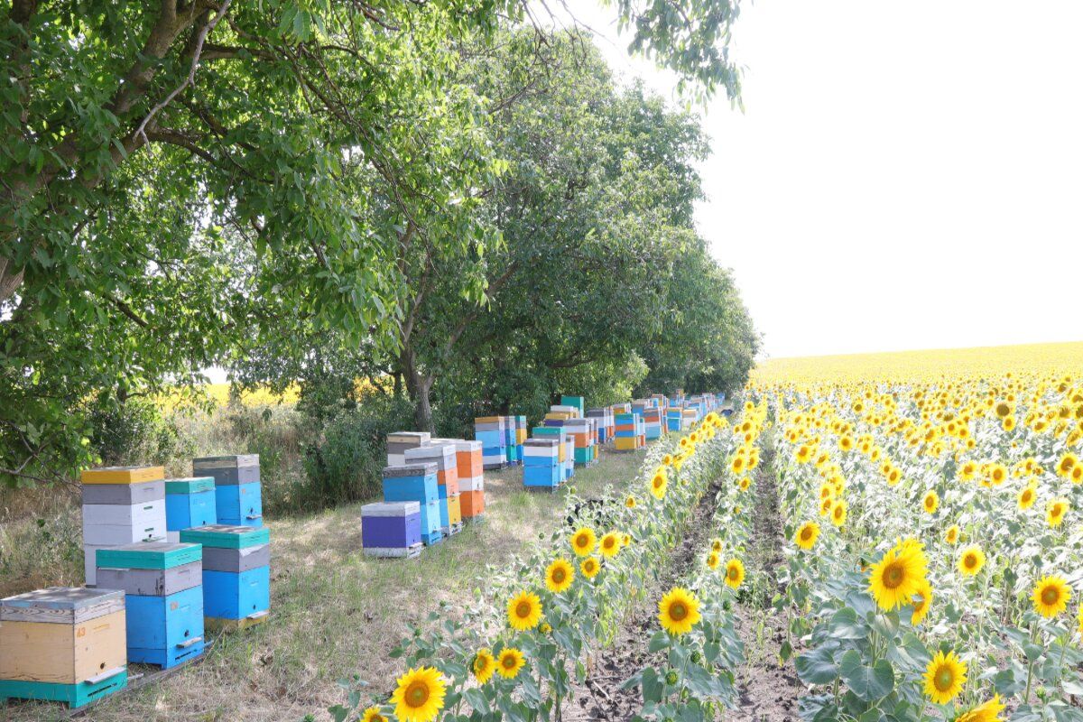 apicultori georgieni vizite întreprinderi miere Moldova - agroexpert.md