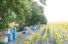 apicultori georgieni vizite întreprinderi miere Moldova - agroexpert.md