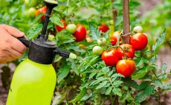 Чем подкормить помидоры в августе – три удобрения своими руками - agroexpert.md