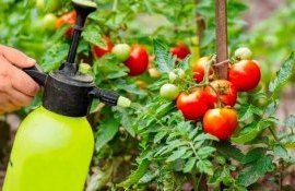 Чем подкормить помидоры в августе – три удобрения своими руками - agroexpert.md