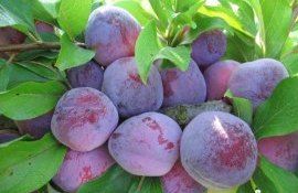 prune afacere agricultor Nisporeni - agroexpert.md