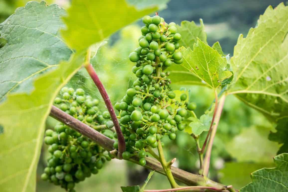 Из-за засухи виноградари Молдовы снижают оценку урожая-2023 - agroexpert.md