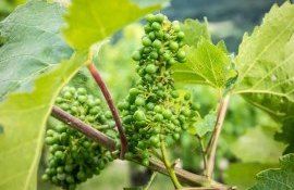 Из-за засухи виноградари Молдовы снижают оценку урожая-2023 - agroexpert.md