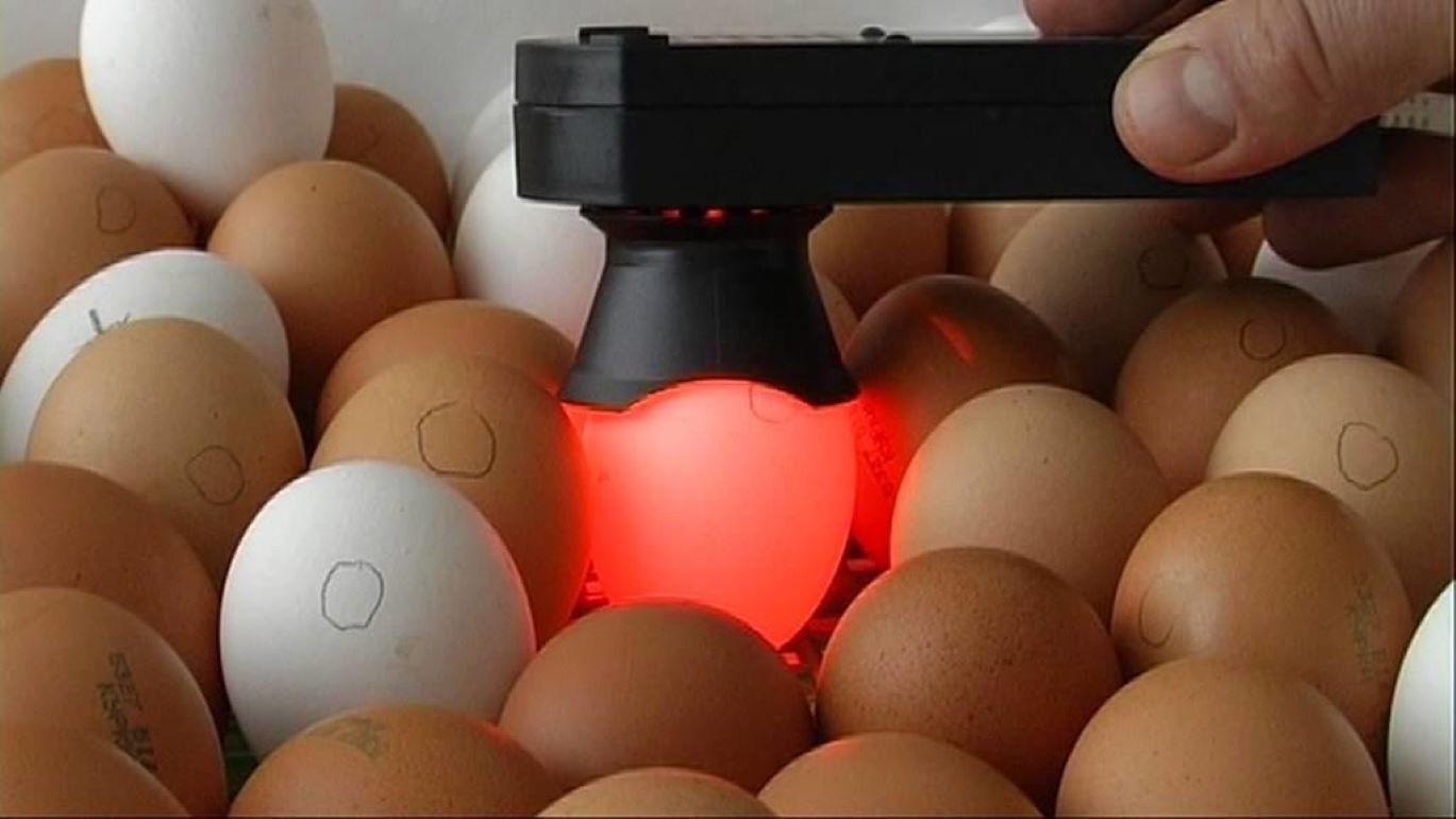 Как узнать здоровье курицы по яйцу в промышленном птицеводстве - agroexpert.md