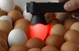Как узнать здоровье курицы по яйцу в промышленном птицеводстве - agroexpert.md