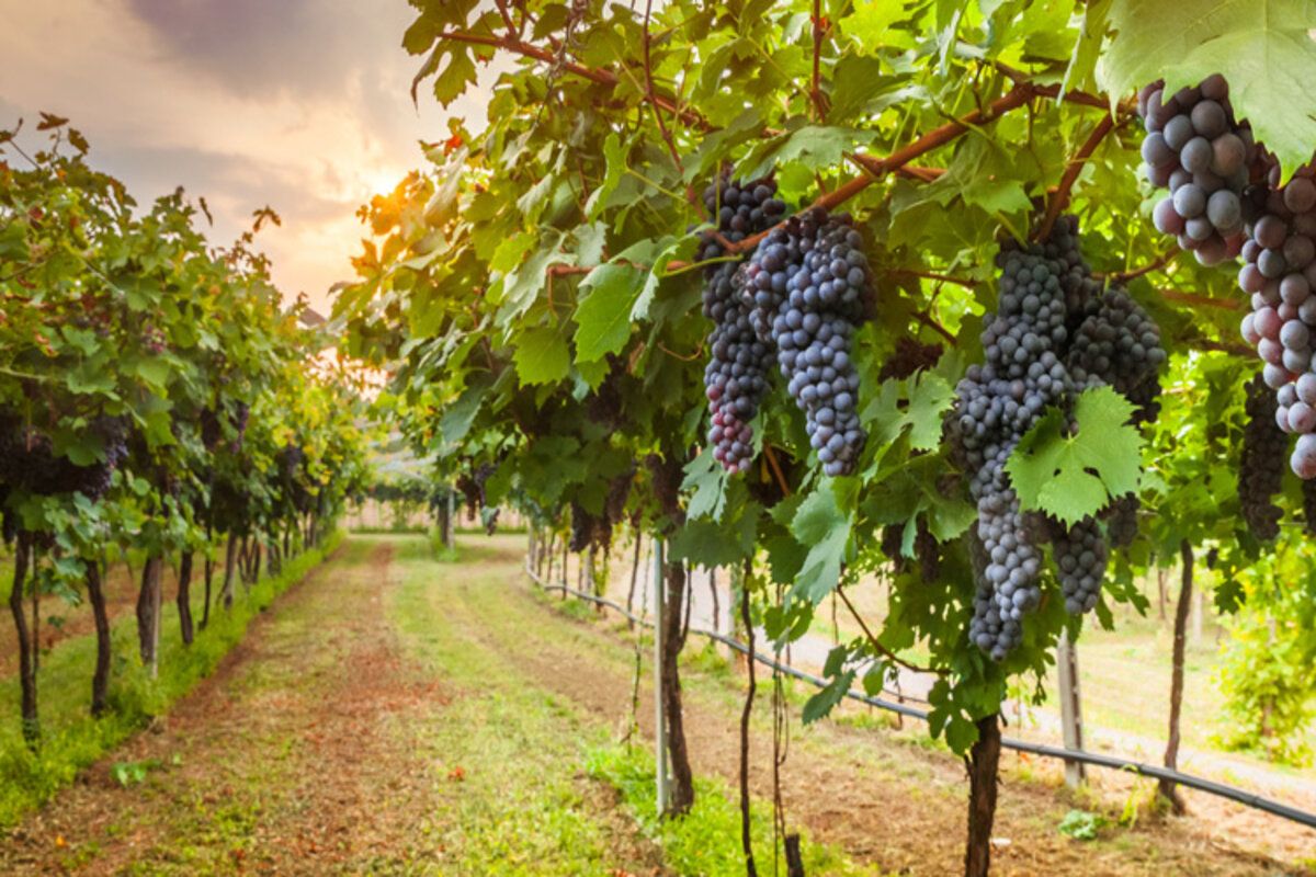 viticultori informați înregistrare plantații viță-de-vie - agroexpert.md