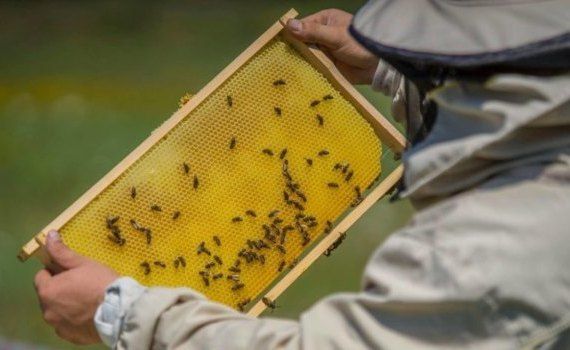 albine apicultură calendar apicol - agroexpert.md