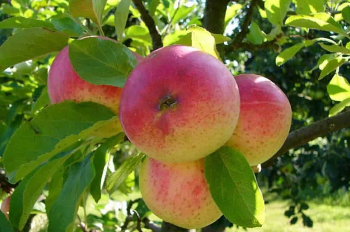 Цены на яблоки летних сортов в Молдове снижаются - agroexpert.md