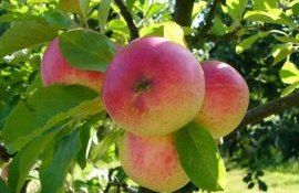 Цены на яблоки летних сортов в Молдове снижаются - agroexpert.md