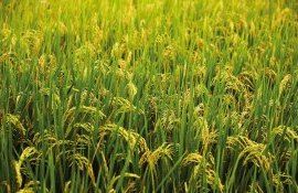 Выращивание риса на холме возможно? Ученые говорят - Да - agroexpert.md