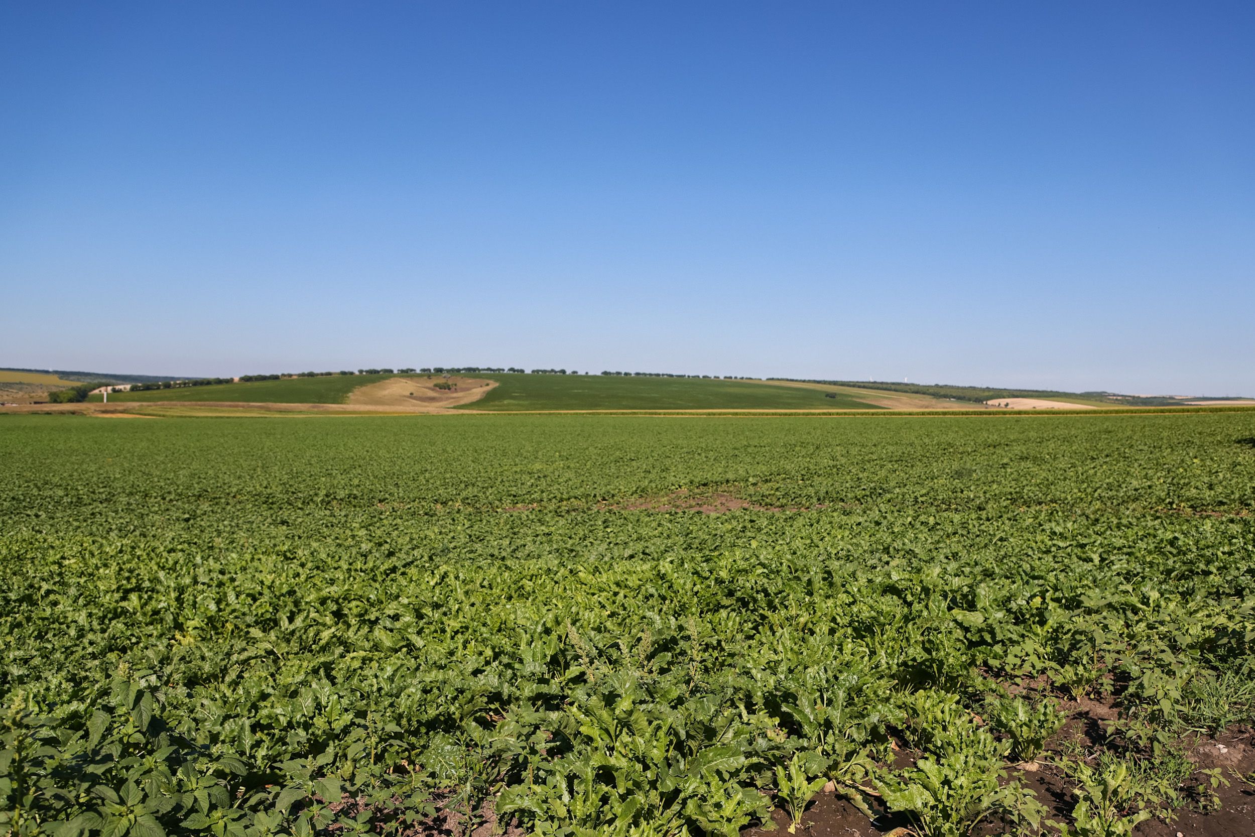 afaceri agricultura competitivă - agroexpert.md