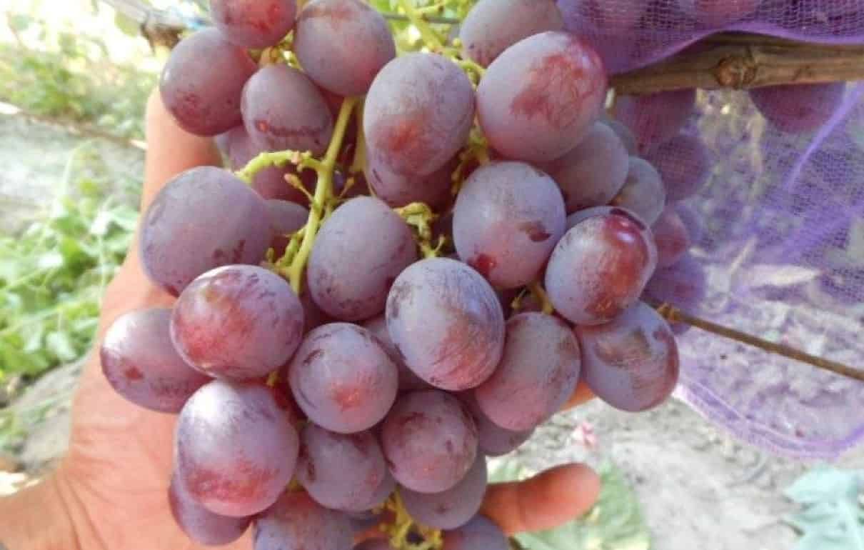 В Молдове началось сезонное снижение цен на виноград, но не очень резкое - agroexpert.md