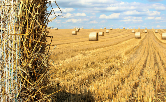 lucrările agricole - agroexpert.md