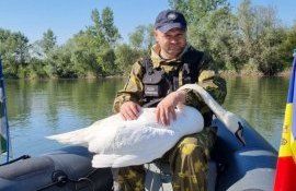 lebădă blocată Prut salvată polițiști de frontieră - agroexpert.md