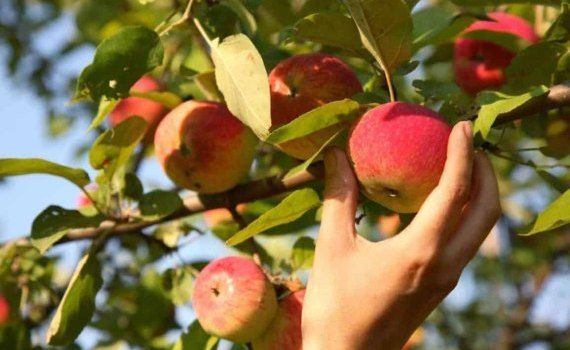 Прогноз урожая яблок и его экспорта в Молдове в 2023 году - agroexpert.md