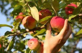 Прогноз урожая яблок и его экспорта в Молдове в 2023 году - agroexpert.md