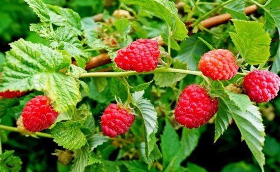 seminar cultivarea zmurului pe substrat - agroexpert.md