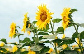 Corteva Agriscience și Bioceres Crop Solutions - agroexpert.md