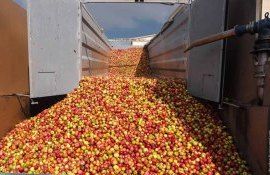 В Молдове закупка промышленного яблока началась с высокого уровня цен - agroexpert.md