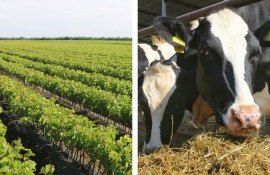 afaceri agricole Dubăsari - agroexpert.md