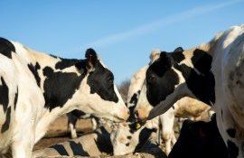 fermă vaci export lapte în Stânga Nistrului- agroexpert.md