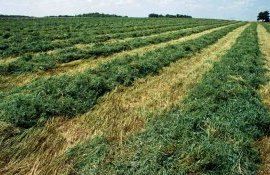 Как правильно создать смесь покровных культур - agroexpert.md  