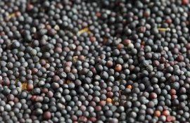 Как качественно подготовить семена рапса к севу - agroexpert.md