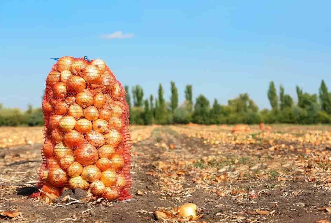 Цена на лук в Молдове снизится из-за отсутствия его экспорта в Украину - agroexpert.md