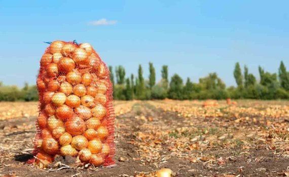 Цена на лук в Молдове снизится из-за отсутствия его экспорта в Украину - agroexpert.md