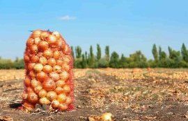 Цена на лук в Молдове снизится из-за отсутствия его экспорта в Украину - agroexpert.md